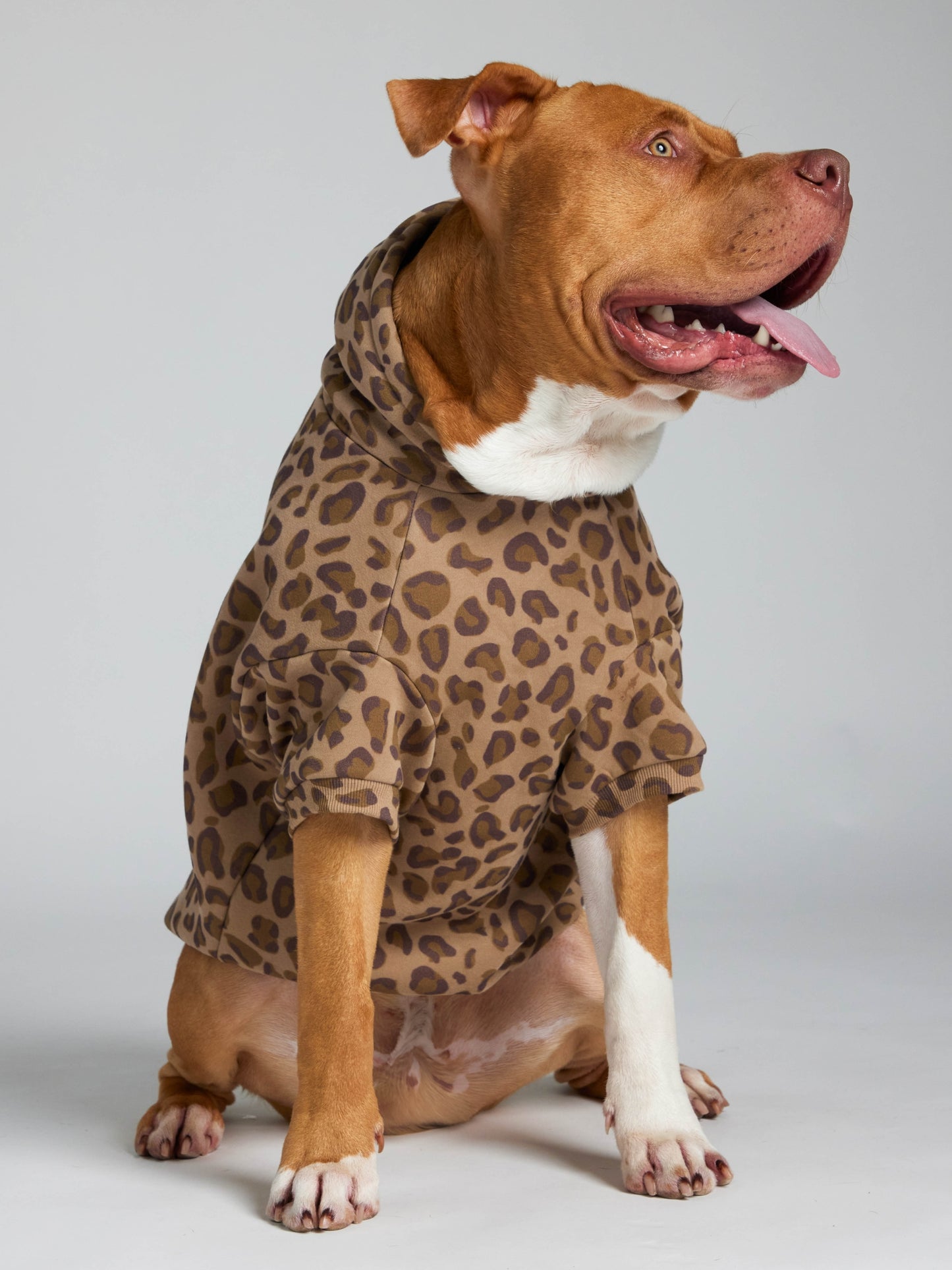 Brown Leopard / Kash